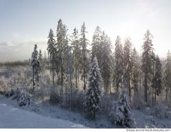 Photo Textures of Background Forest